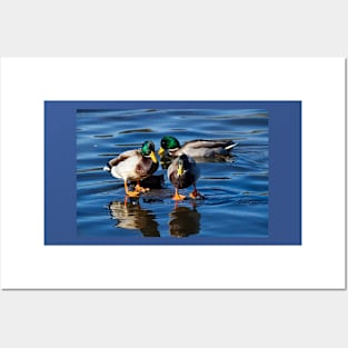 Mallard reflections Posters and Art